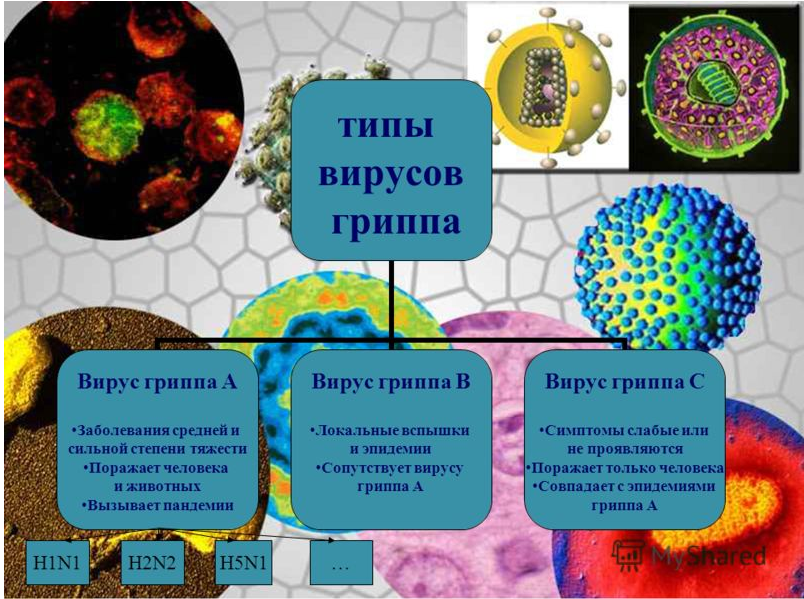 Виды вирусов. Тип вируса гриппа (а, в) определяется. Типы вирусов. Грипп типа а. Вирусы типы вирусов.